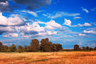 field
