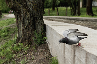 dove